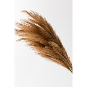 Yapay Pampas 100 Cm Tek Dal Kahverengi 5'li