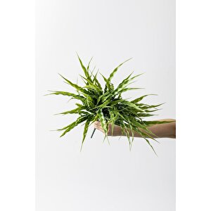 Yapay Büyük Saz Demeti Açık Yeşil 60 Cm 10 Dal