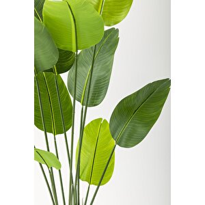 Yapay Starliçe Ağacı 160 Cm Geniş Yapraklı Siyah Gümüş Saksı