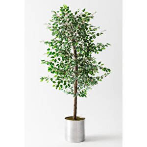 Yapay Starlight Benjamin Ağacı 200 Cm