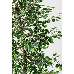 Yapay Starlight Benjamin Ağacı 200 Cm