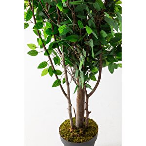 Yapay Ağaç 200 Cm Benjamin 144 Dal (yoğun)