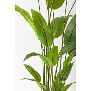 Yapay Starliçe Ağacı 220 Cm 24 Yaprak Krem Balon Saksı