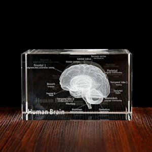 3d Kristal İnsan Beyni Modeli