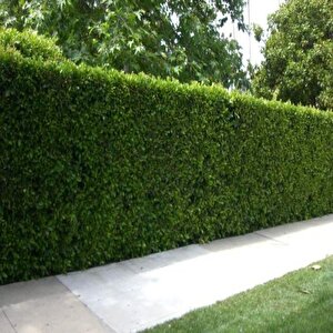 Çit Yapımına Uygun Herdem Yeşil Tüplü Soğuklara Dayanıklı Kurtbağrı(ligustrum) Fidanı