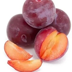 Tüplü Kendine Verimli Aromasıyüksek Yarı Bodur Ambra Erik Fidanı