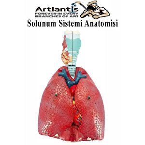 Solunum Sistemi Modeli 1 Adet 38x25 Cm Akciğer Maketi Larinks Ve Tiroid Modeli Anatomik Deney Bilim Tıbbi Model
