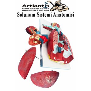 Solunum Sistemi Modeli 1 Adet 38x25 Cm Akciğer Maketi Larinks Ve Tiroid Modeli Anatomik Deney Bilim Tıbbi Model