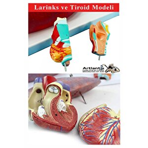 Solunum Sistemi Modeli 1 Adet 38x25 Cm Akciğer Maketi Larinks Ve Tiroid Modeli Anatomik Deney Bilim Tıbbi Model