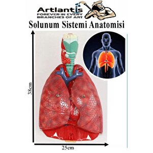 Solunum Sistemi Modeli 1 Adet 38x25 Cm Akciğer Maketi Larinks Ve Tiroid Modeli Anatomik Deney Bilim Tıbbi Model