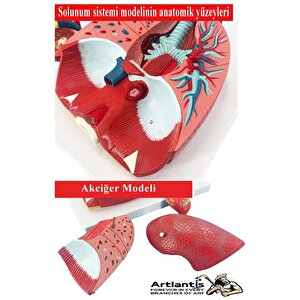 Solunum Sistemi Modeli 1 Adet 38x25 Cm Akciğer Maketi Larinks Ve Tiroid Modeli Anatomik Deney Bilim Tıbbi Model
