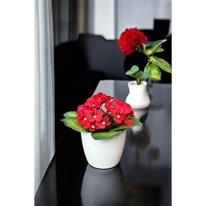 Beyaz Renkli̇ Saksida Canli Renkli̇ Gerçek Dokulu Yapay Menekşe
