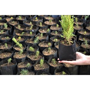 Fide Poşeti 9x15 Cm 500 Kg Körüklü Fide Torbası Fidan Poşeti Fidan Torbası Fide Yetiştirme