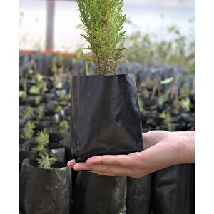 Fide Poşeti 9x15 Cm 8 Kg Körüklü Fide Torbası Fidan Poşeti Fidan Torbası Fide Yetiştirme