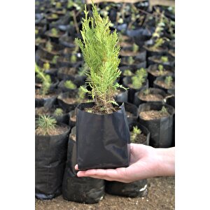 Fide Poşeti 9x15 Cm 7 Kg Körüklü Fide Torbası Fidan Poşeti Fidan Torbası Fide Yetiştirme