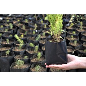 Fide Poşeti 9x15 Cm 9 Kg Körüklü Fide Torbası Fidan Poşeti Fidan Torbası Fide Yetiştirme