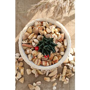Sarı Renkli Dolomit Taş 25 Kg 1-2 Cm Sarı Çizgili Bahçe Taşı Süs Taşı Akvaryum Taşı Teraryum Taşı