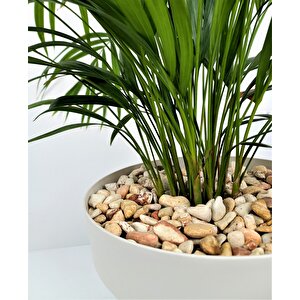 Sarı Renkli Dolomit Taş 4 Kg 1-2 Cm Sarı Çizgili Bahçe Taşı Süs Taşı Akvaryum Taşı Teraryum Taşı