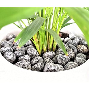 Benekli Taş 1 Kg 2-4 Cm Siyah Beyaz Benekli Taş Granit Dolomit Taş Dekoratif Taş Bahçe Dekor Taşı