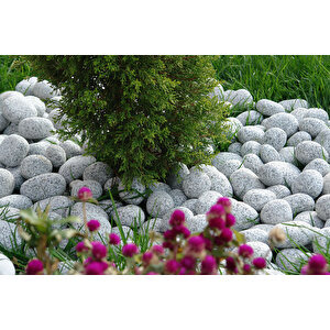 Benekli Taş 2 Kg 2-4 Cm Siyah Beyaz Benekli Taş Granit Dolomit Taş Dekoratif Taş Bahçe Dekor Taşı