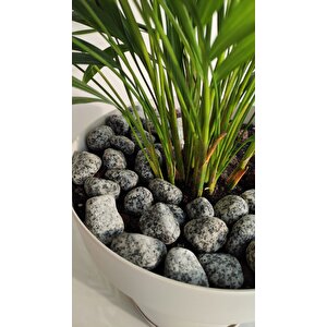 Benekli Taş 9 Kg 2-4 Cm Siyah Beyaz Benekli Taş Granit Dolomit Taş Dekoratif Taş Bahçe Dekor Taşı