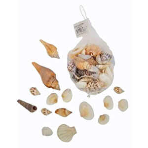 Filede Deniz Kabuğu