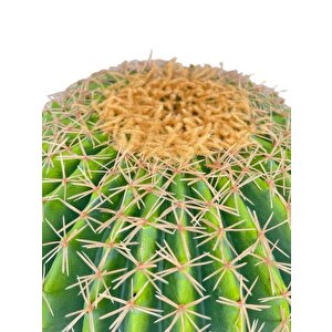 Yapay Çiçek Echinocactus Grusonii Altın Fıçı Kaktüs  35*35cm Cactüs  Sk4011