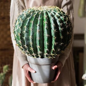 Yapay Çiçek Echinocactus Grusonii Altın Fıçı Kaktüs  35*35cm Cactüs  Sk4011