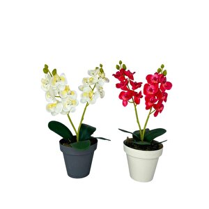 Yapay Çiçek Krem Saksıda Mini Orkide 2 Adet Beyaz Ve Fuşya Renk 28cm