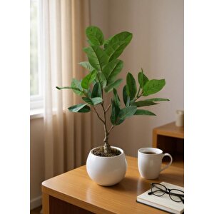 Yapay Ağaç Kauçuk Ağacı Beyaz Küre Saksıda 100*50cm