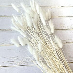 Kuru Çiçek Doğal Krem Natural Pamuk Otu 20gram 1. Kalite Şoklanmış Bozulmaz