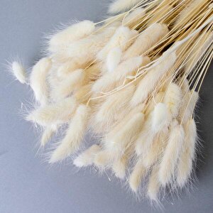 Kuru Çiçek Doğal Krem Natural Pamuk Otu 20gram 1. Kalite Şoklanmış Bozulmaz