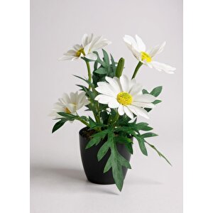 Yapay Çiçek Beyaz Margarit Papatya Siyah Saksıda Dekoratif Yapay Çiçek 30*25cm