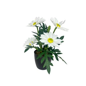 Yapay Çiçek Beyaz Margarit Papatya Siyah Saksıda Dekoratif Yapay Çiçek 30*25cm