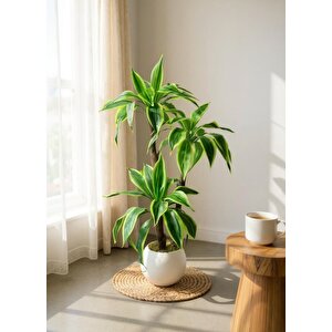 Yapay Ağacı Yukka Sarı Şeritli Draceena Ağacı Beyaz Küre Saksıda 100*50cm