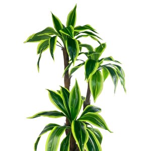 Yapay Ağacı Yukka Sarı Şeritli Draceena Ağacı Beyaz Küre Saksıda 100*50cm
