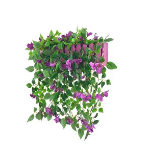 Yapay Çiçek Mor Begonvil Li Mor Çit Balkon Saksısı 55*35cm 70cm Sarkar