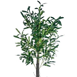 Yapay Zeytin Ağacı 130cm İki Gövdeli Beyaz Küre Saksıda Salex Doğal Gerçek Görünümlü Yapay Ağaç