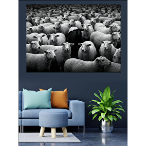 Siyah Beyaz Koyunlar Dekoratif Kanvas - Mdf Ahşap Tablo