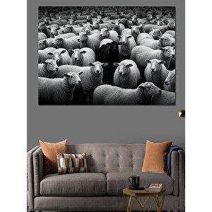 Siyah Beyaz Koyunlar Dekoratif Kanvas - Mdf Ahşap Tablo