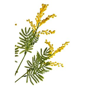 Yapay Çiçek Sarı Mimoza Uzun Dal 75cm 3dallı Minosa Yapay Bitki
