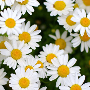 Papatya Tohumu Yerli Anthemis  Nobilis L. 100 Adet