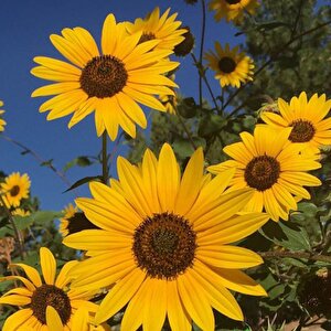 Süs Ayçi̇çeği̇ Tohumu Yerli Helianthus Debilishelianthus Debilis 50 Adet