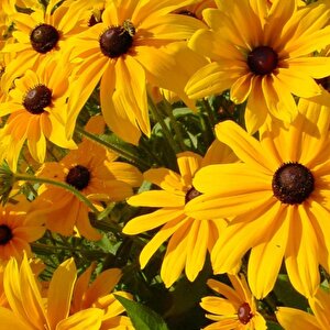 Afri̇ka Papatyasi Tohumu Yerli Rudbeckia 100 Adet