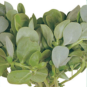 Semi̇zotu Tohumu Yerli Yeşim 5 Gram