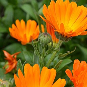 Portakal Nergi̇si̇ /ayni Sefa Tohumu Yerli Calendula Officinalis 30 Adet