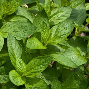 Nane  Tohumu Yerli Mentha 100 Adet