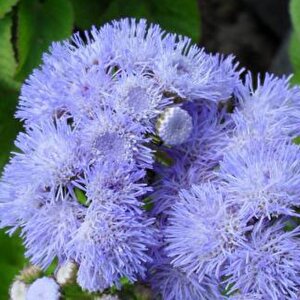 Vapur Dumani Tohumu Yerli Ageratum Houstanianum 100 Adet