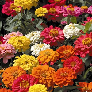 Zi̇nna Tohumu Yerli Zinnia 30 Adet