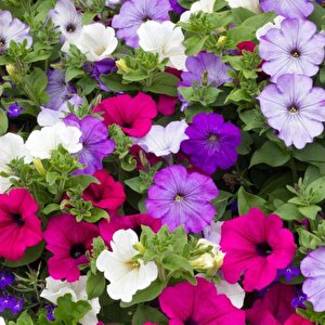 Petunya Tohumu Yerli Petunia 100 Adet